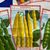 D. Müller & Co. Hamburg - Samen für Feld und Garten (Plakat mit Metallschienen / Um 1930)
